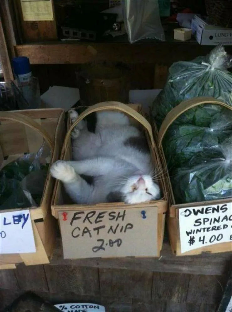 A white and gray cat is lying on its back inside a wooden basket labeled 'FRESH CATNIP 2.00', positioned among other produce…