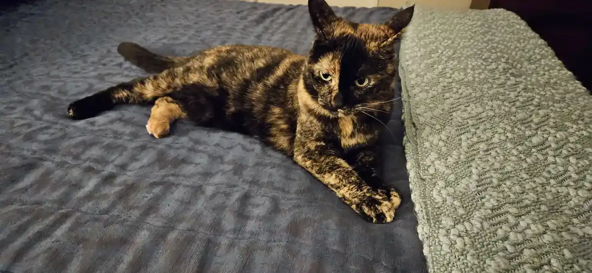 A tortoiseshell cat lounges on a gray textured bedspread, looking directly at the camera with a relaxed but slightly…
