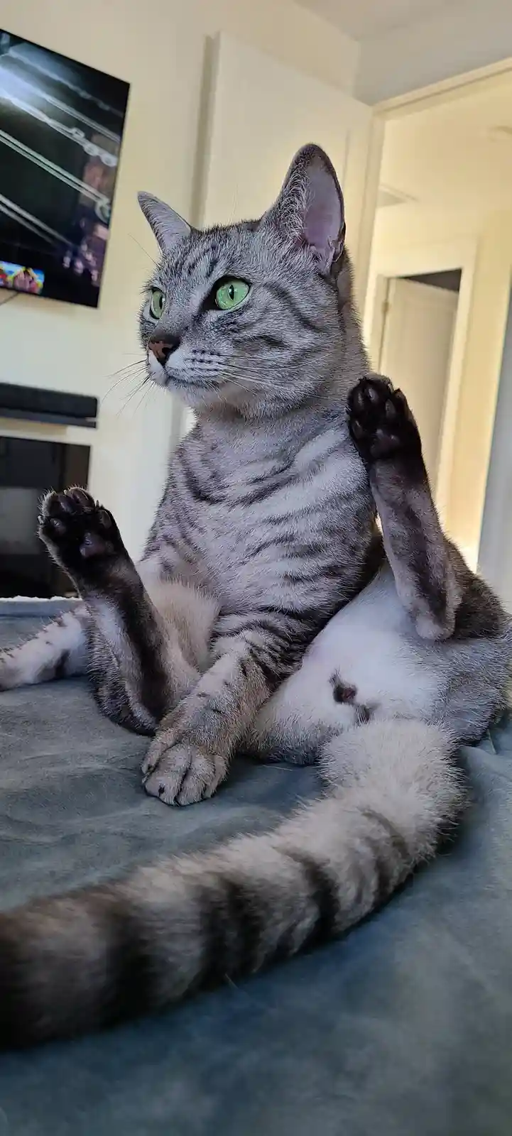 A gray tabby cat with bright green eyes sits upright on a gray blanket, looking off to the side with a serious expression…