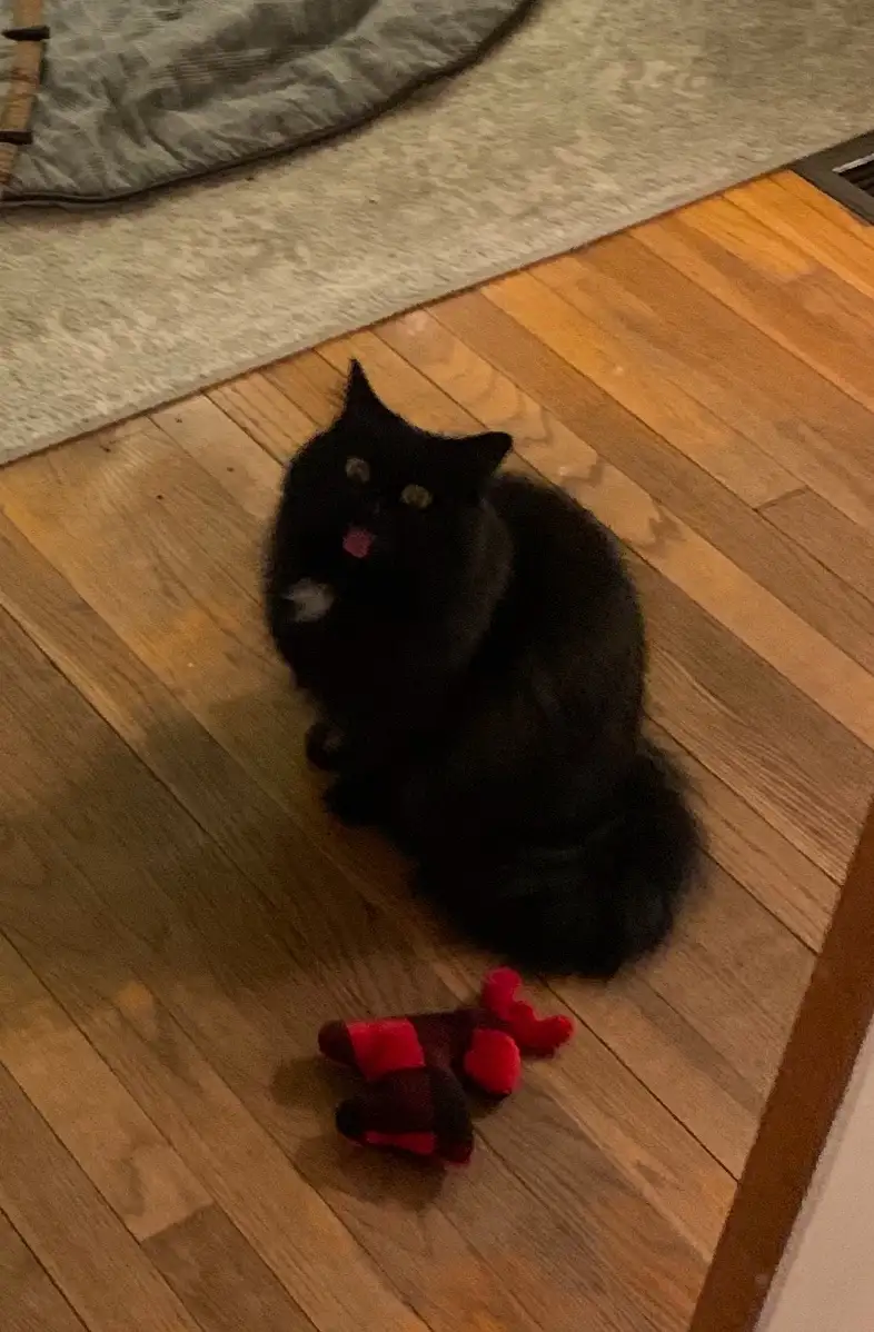 A black cat sits on a wooden floor next to a red and dark brown plush toy, looking up with its tongue slightly out. The…