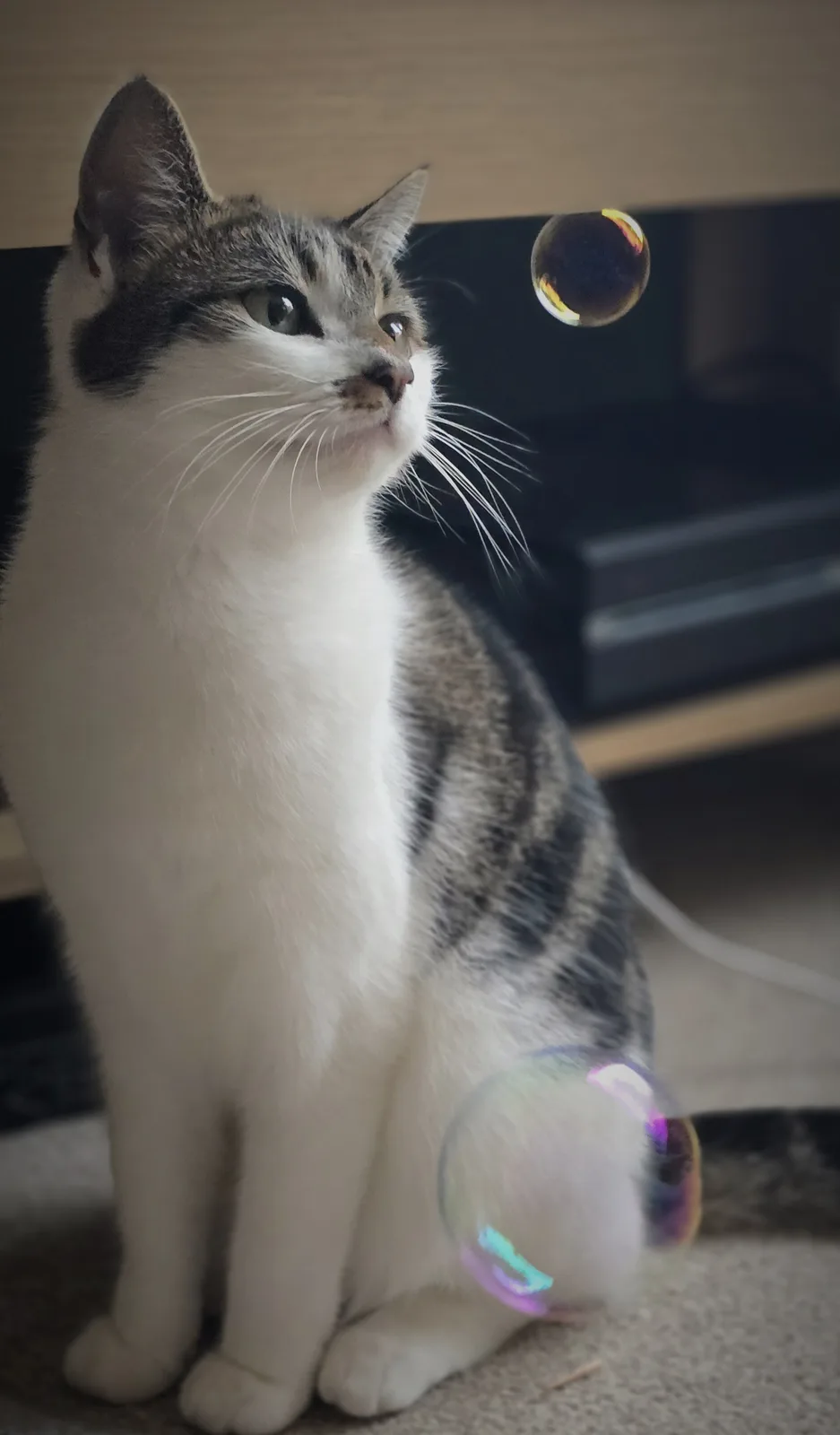 A gray and white cat sits on a carpet, looking up intently at a soap bubble floating near its head, while another bubble…