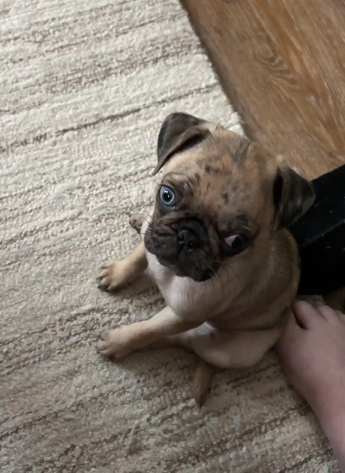 A close-up photo of a young pug puppy with one strikingly blue eye and one dark eye, looking up at the camera with an…