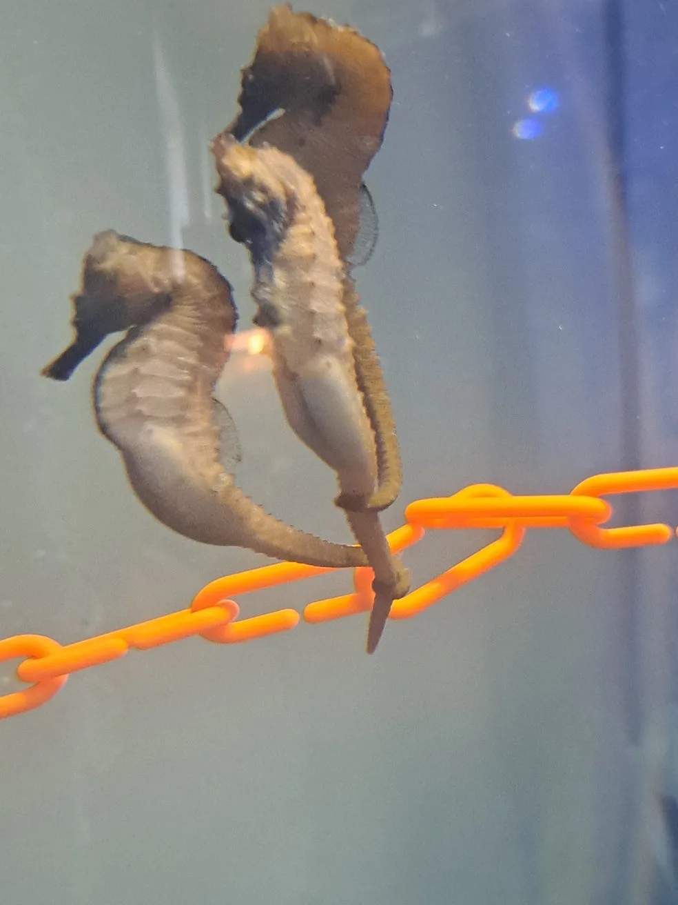 Two seahorses are seen in an aquarium, clinging to an orange plastic chain. One seahorse is positioned vertically, while the…