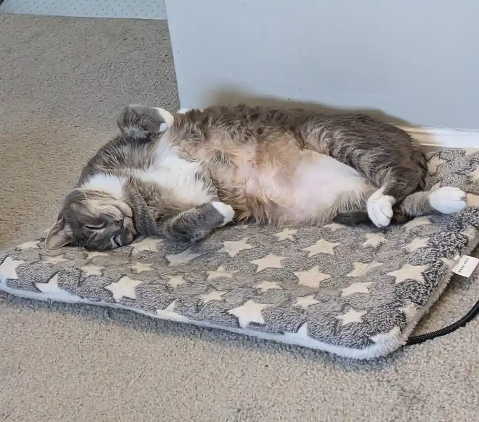 A gray and white tabby cat is sleeping on its back on a gray and white star-patterned pet bed, exposing its belly and paws…