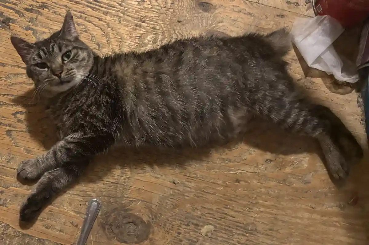 A gray tabby cat lies stretched out on a worn wooden floor, looking directly at the camera with a relaxed but slightly…
