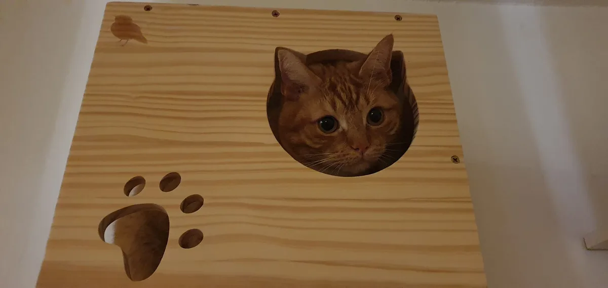 An orange tabby cat peeks out from a circular hole cut into a light-colored wooden panel mounted on a wall. The panel also…