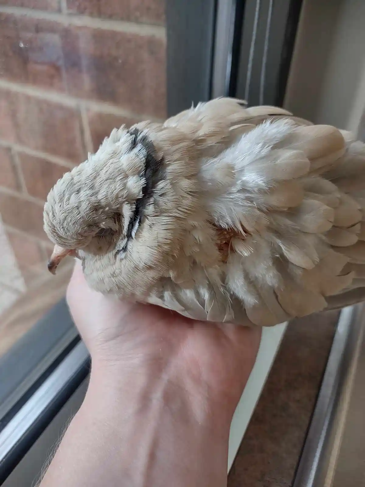 Another Furry Friend Crosses the Rainbow Bridge