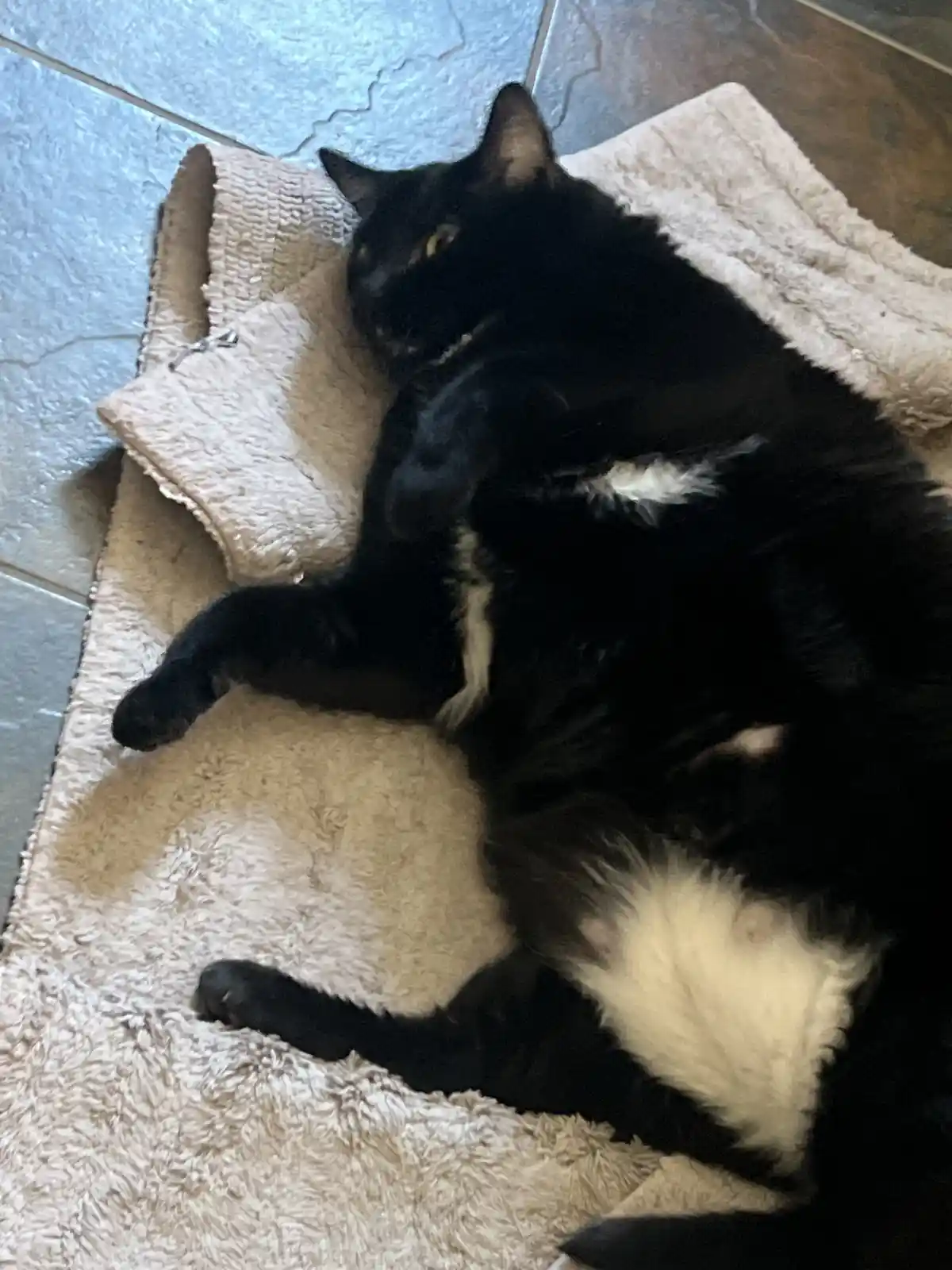 A black cat with white patches is lying on its side on a beige, fluffy rug placed on tiled flooring. The cat appears relaxed…