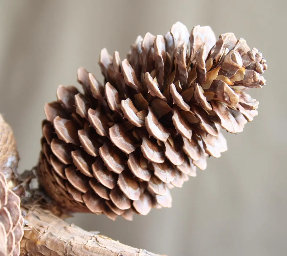 A close-up photograph of a brown, dried pinecone attached to a woody branch, with its scales slightly open. Overlaid text…