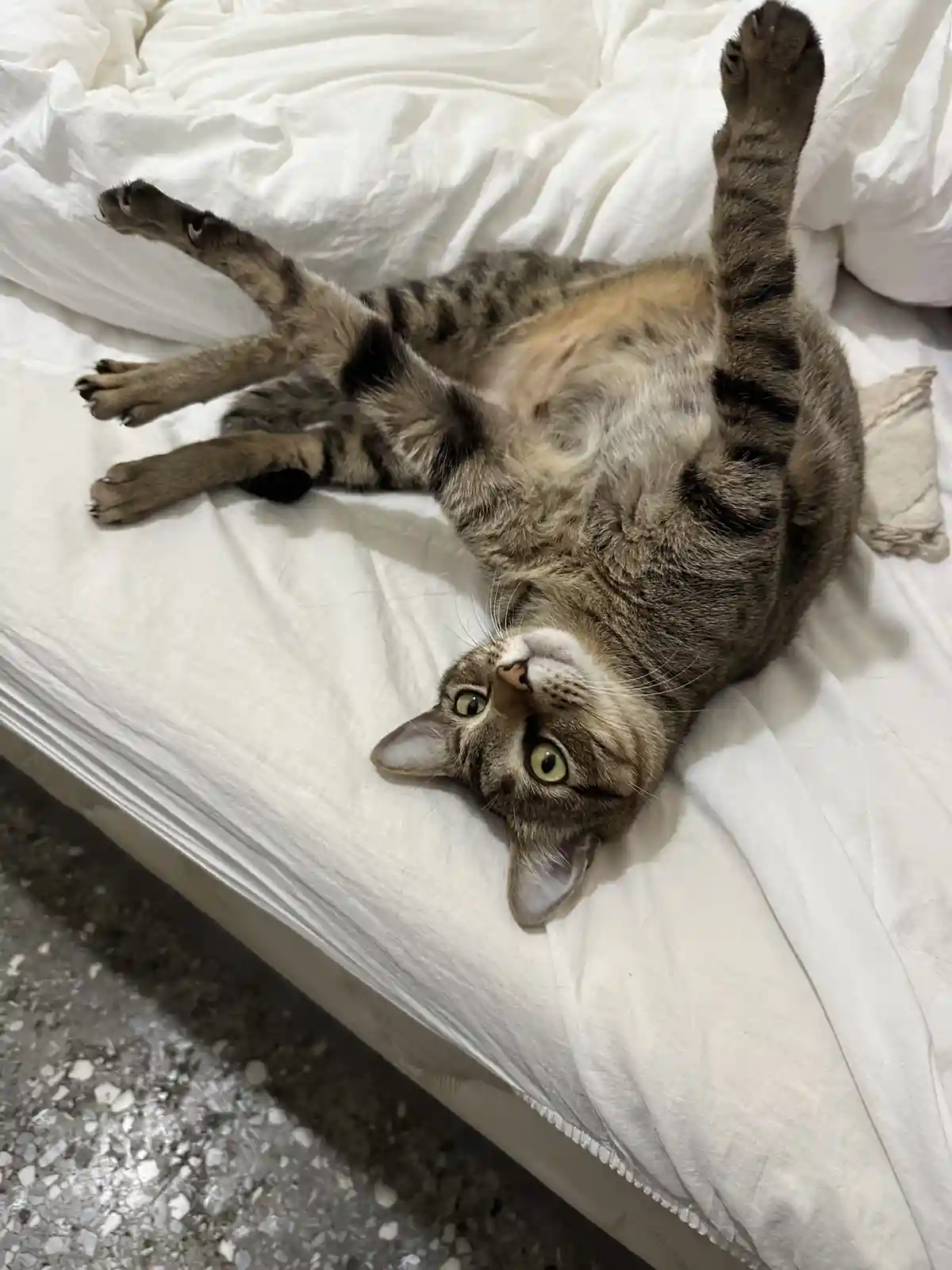 A tabby cat lies on its back on a white bed, legs splayed upward, belly exposed, and looking up with wide, innocent eyes…