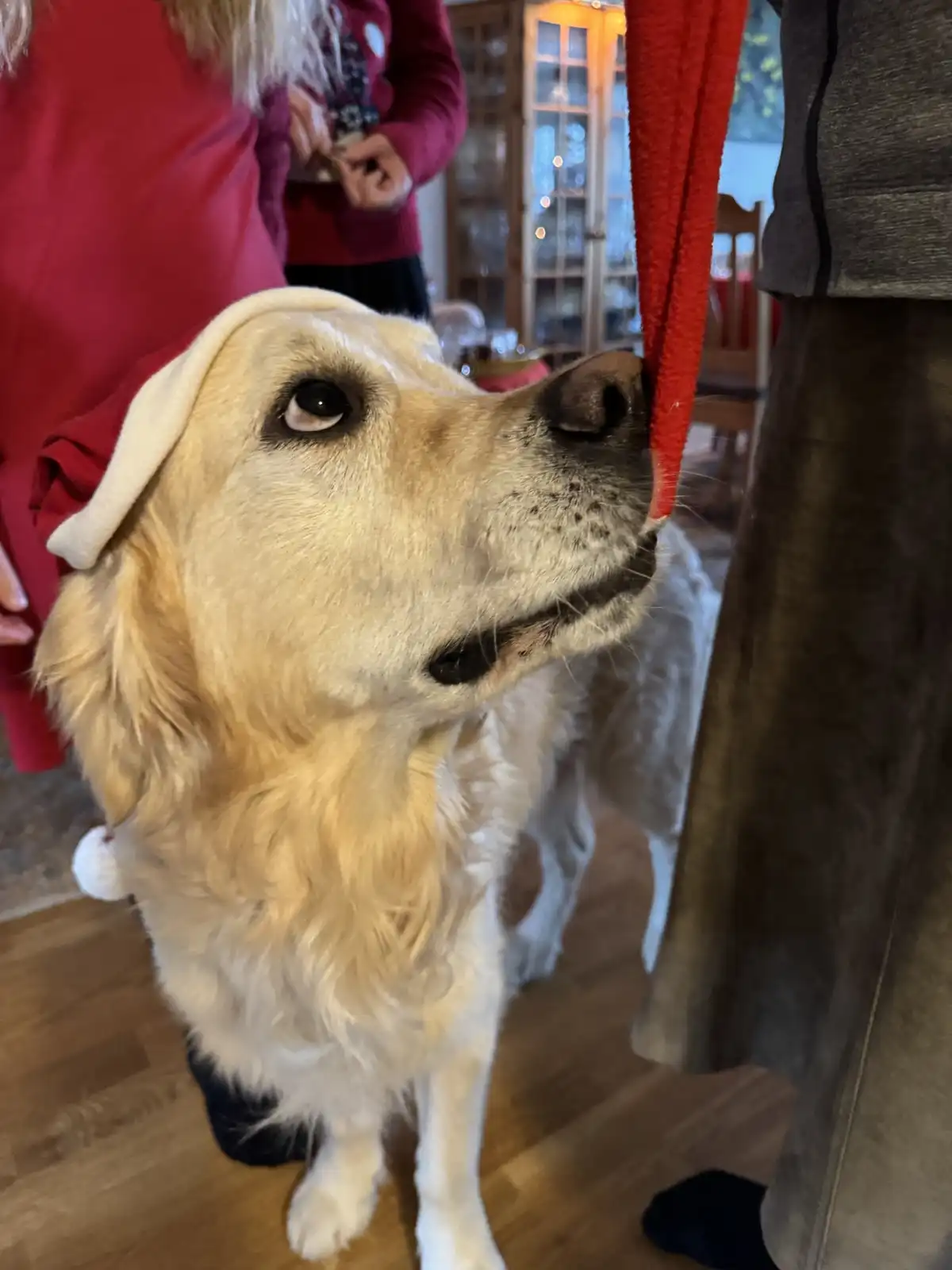 A golden retriever wearing a white Santa hat sits indoors on a wooden floor, looking up with a pleading expression while…
