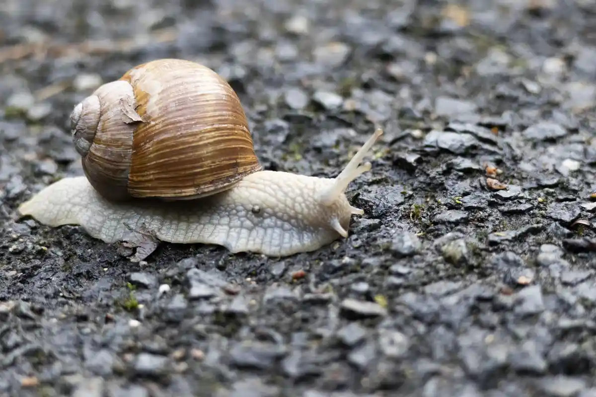 A close-up photo shows a brown-shelled snail crawling slowly across a wet, textured asphalt surface. The snail's pale…