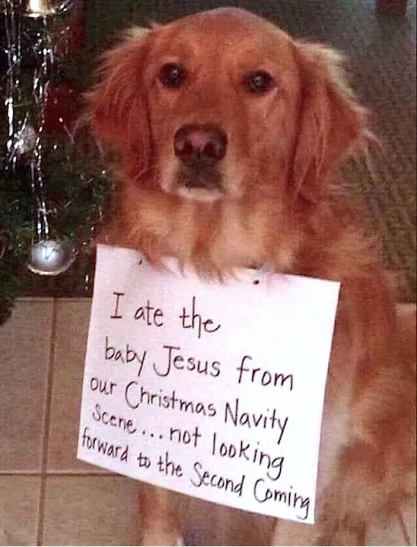 A golden retriever dog is holding a handwritten note that reads 'I ate the baby Jesus from our Christmas Nativity Scene…