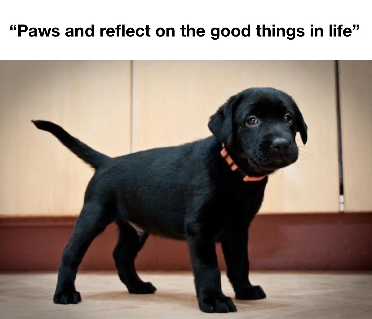 A black Labrador puppy stands on a wooden floor, wearing an orange collar, looking upward with a thoughtful expression. The…