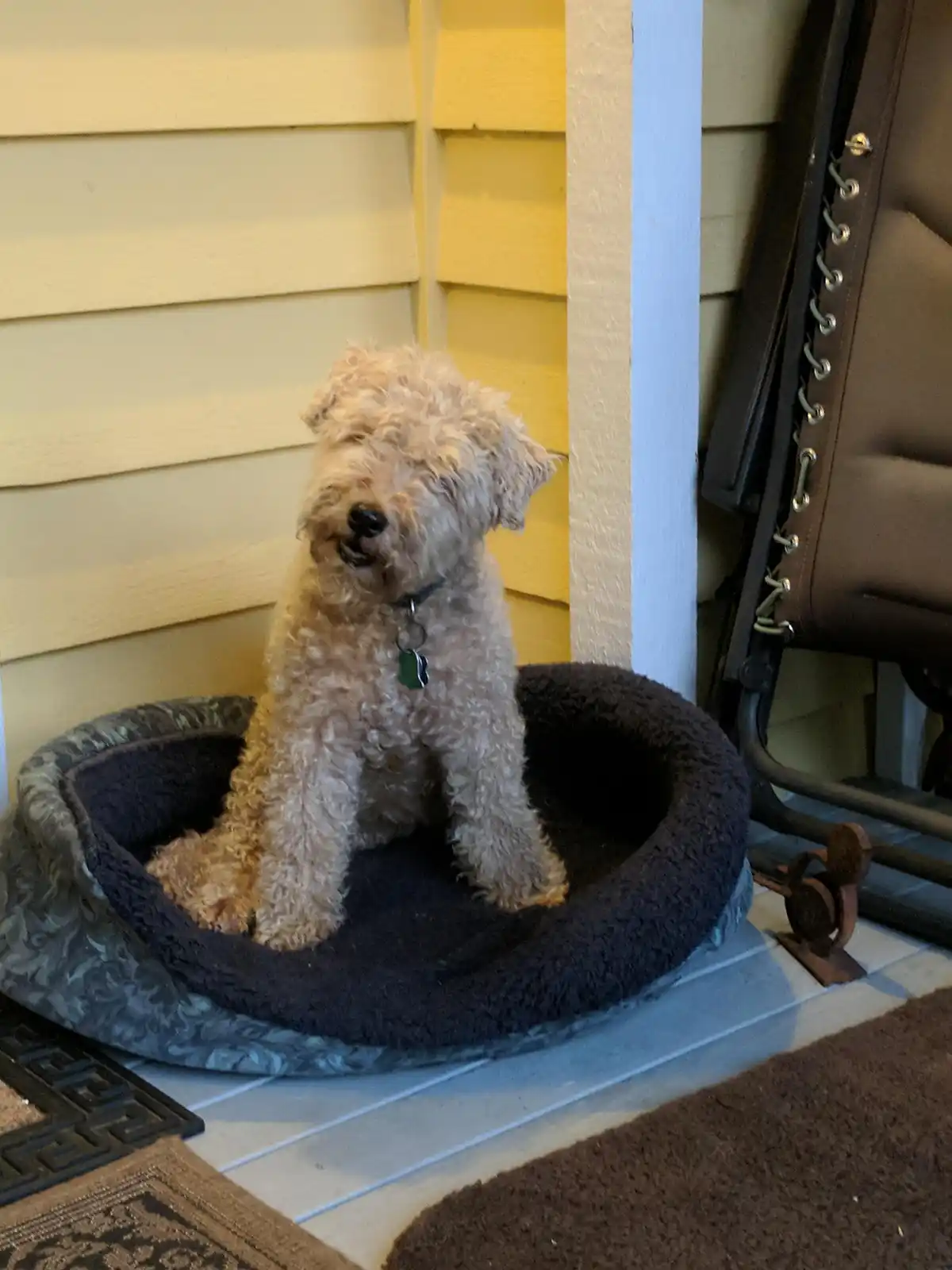A small, curly-haired dog with a light brown coat sits upright in a dark blue, plush, circular dog bed placed on a tiled…