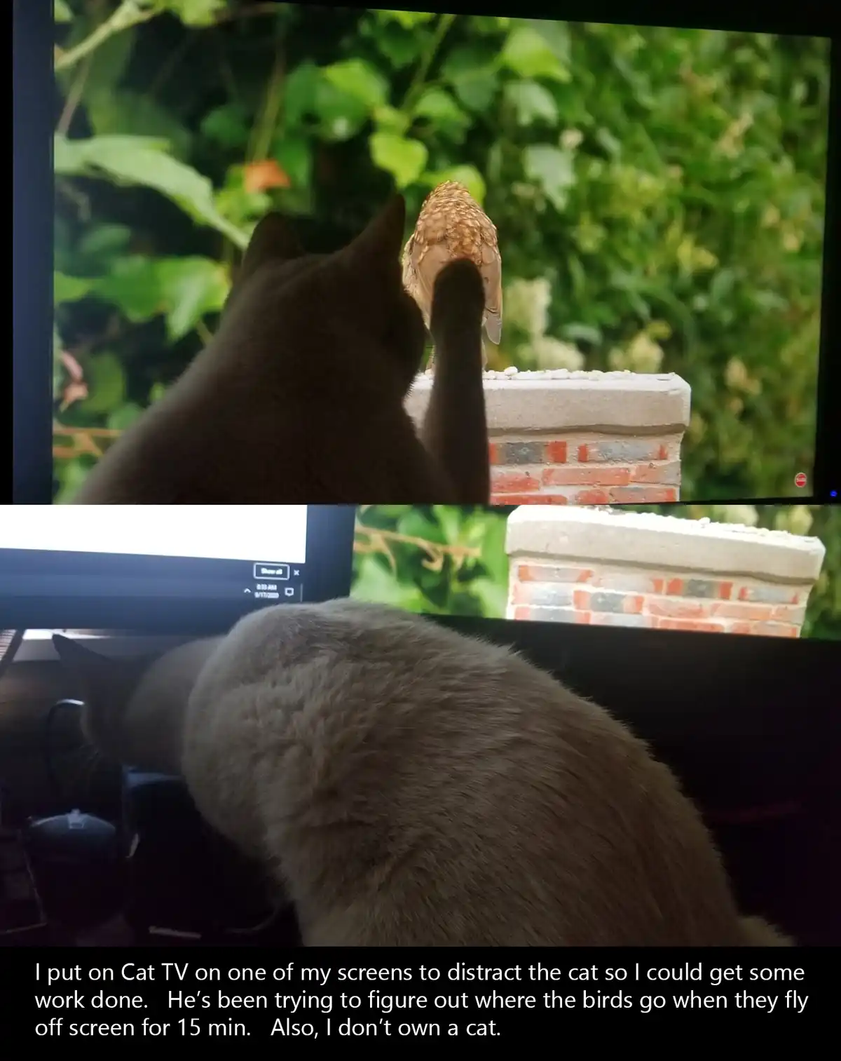 A cat is shown watching a screen displaying a bird perched on a brick structure, with lush green foliage in the background…