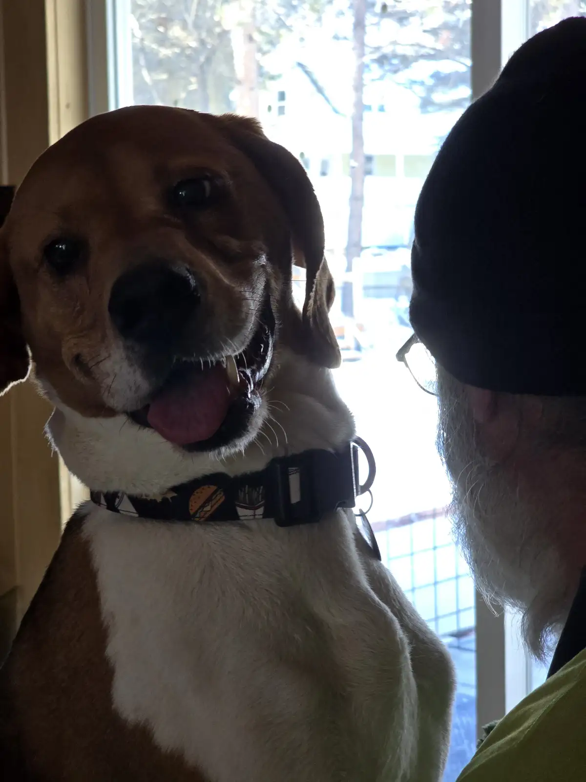 A brown and white dog with its tongue out and a collar featuring burger and fries patterns looks directly at the camera…