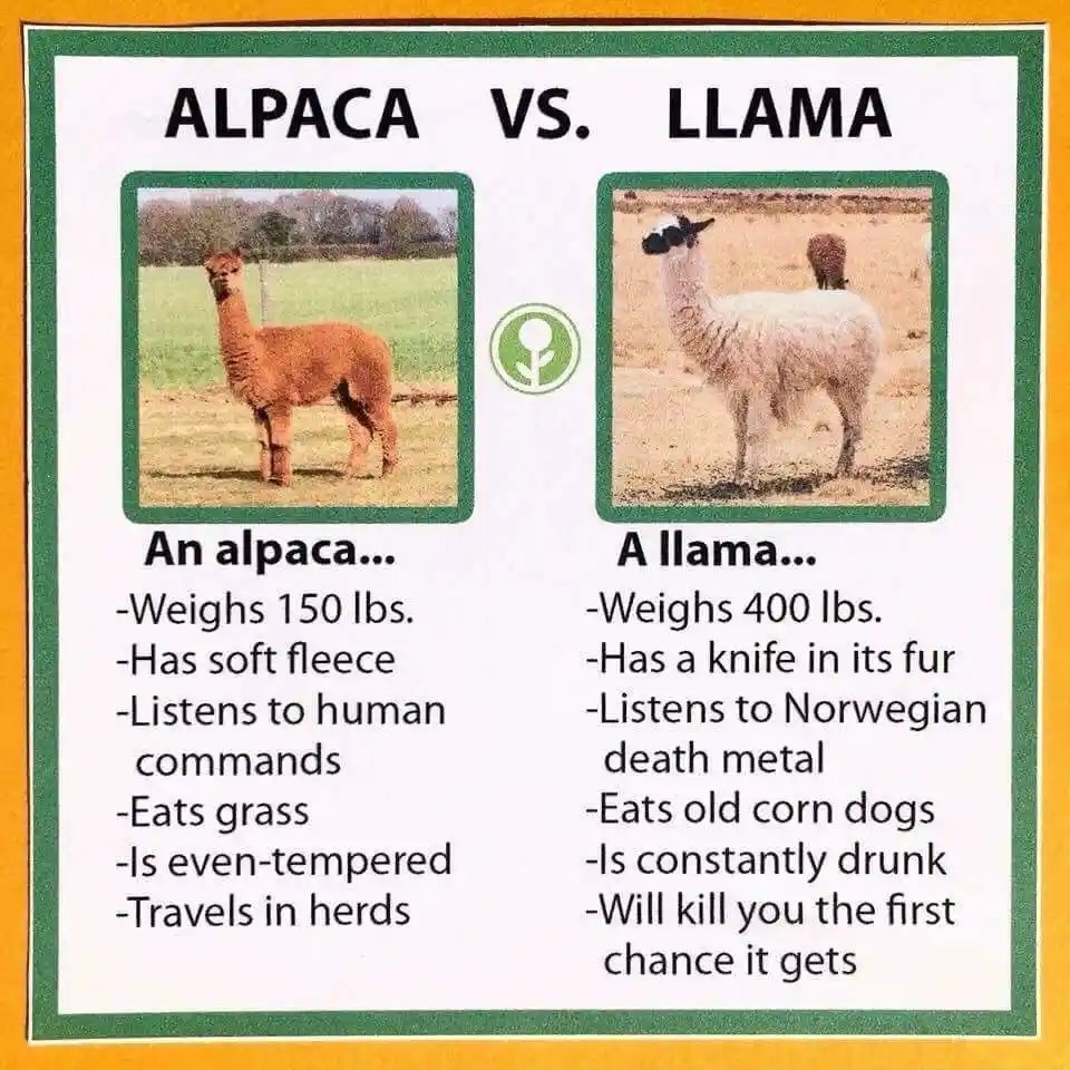 A side-by-side comparison chart titled 'ALPACA VS. LLAMA' contrasts the two animals. The left panel shows a brown alpaca…