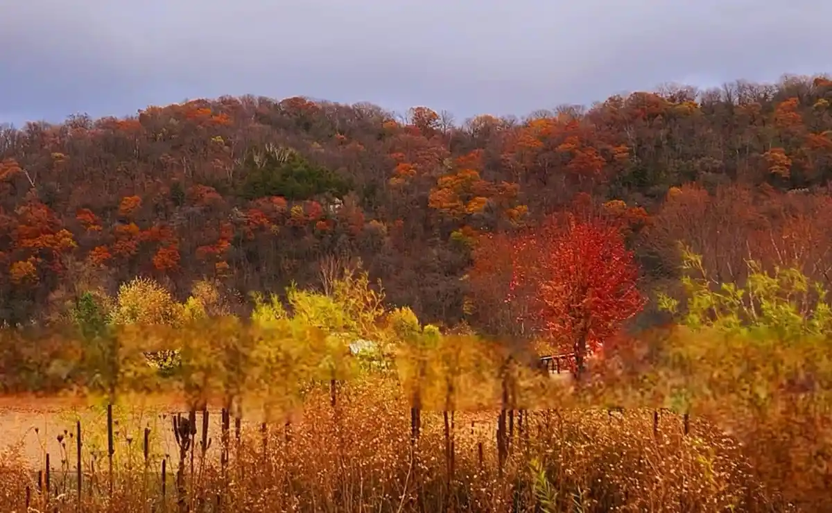 A scenic autumn landscape with a hill covered in red, orange, and yellow foliage under an overcast sky. In the foreground…