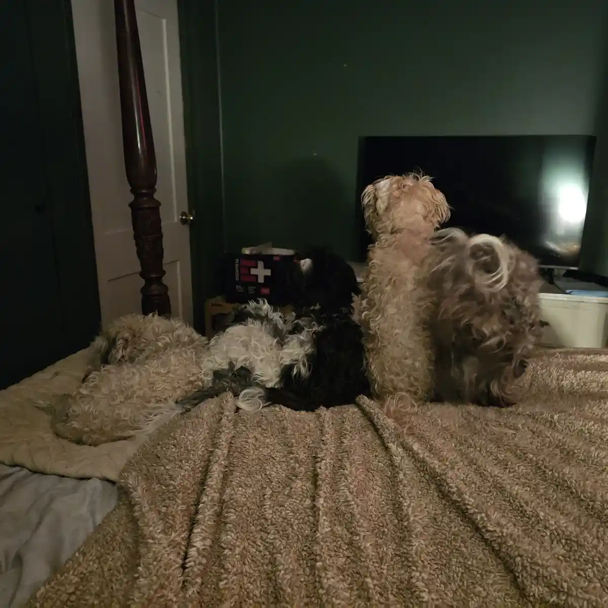 Several fluffy dogs are sitting on a bed facing a TV, with one dog lying down and others sitting upright. The TV screen is…