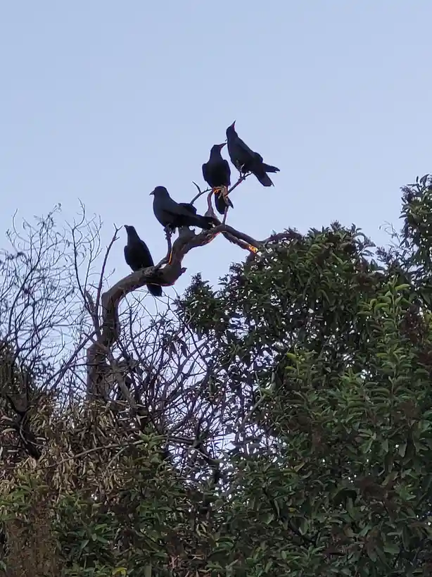 From Rags to Riches: The Journey of Raggedy Ann, Fat Boy, and Their Magpie Offspring
