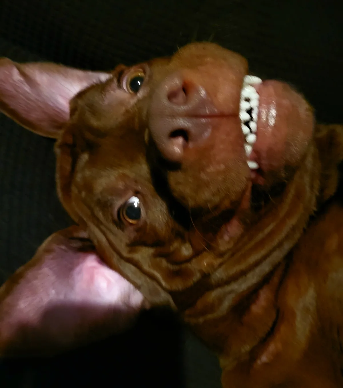 A close-up photo of a brown dog lying on its back with its mouth open, showing its teeth and tongue, looking up at the…