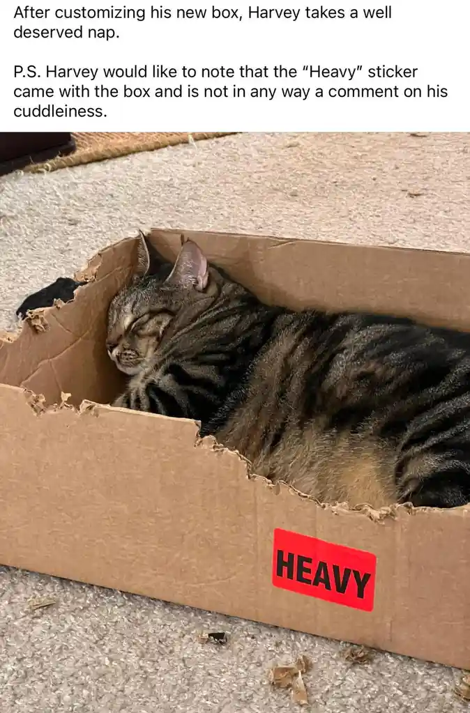 Meet Him Chonk: The Adorable Chunky Companion