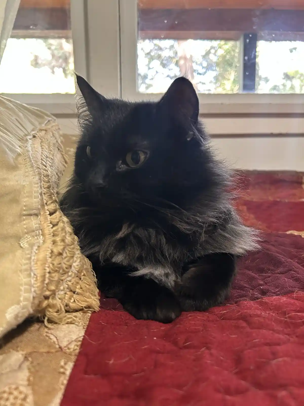 A fluffy black cat with green eyes sits on a red quilt next to a beige pillow, looking slightly to the side with a calm…