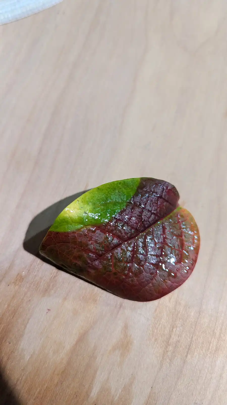 A single leaf with a distinct color gradient from green to deep red sits on a light wooden surface. The leaf's surface is…