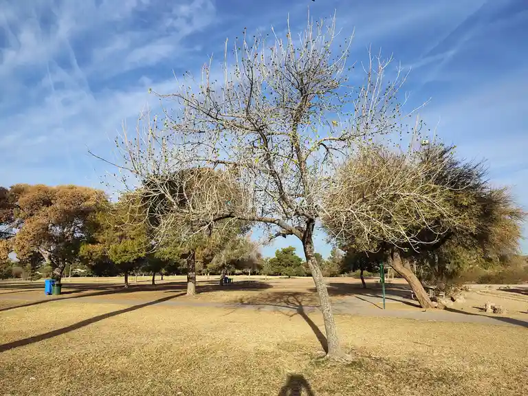 A photo of a park with dry grass and trees, one of which is mostly bare with sparse new leaves, under a blue sky with wispy…