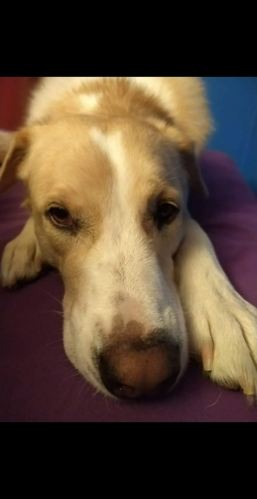 In loving memory of Sweet River: 11/4/13 - 1/8/25