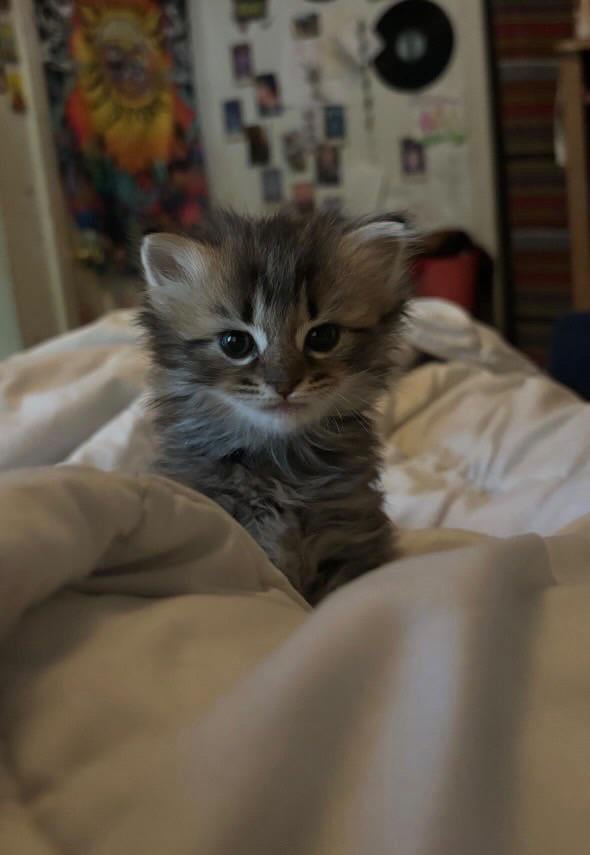A small, fluffy tabby kitten with wide, innocent eyes sits on a rumpled white blanket, looking directly at the camera. The…