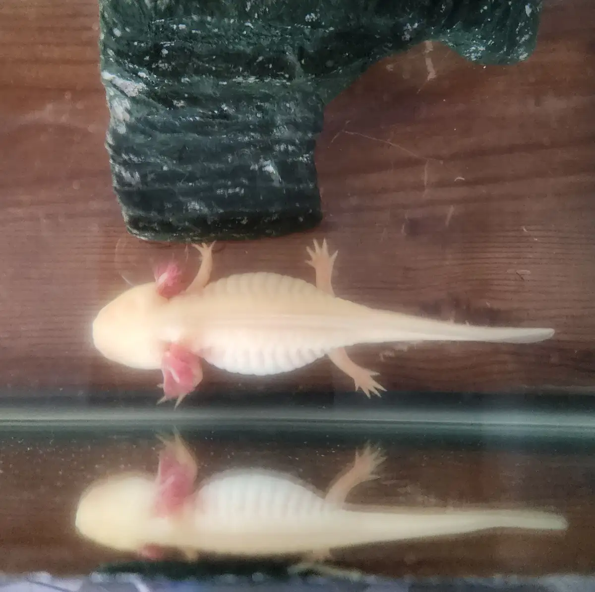 A pale, albino axolotl with pink gills rests on the bottom of a glass tank, its reflection visible below. A dark, textured…
