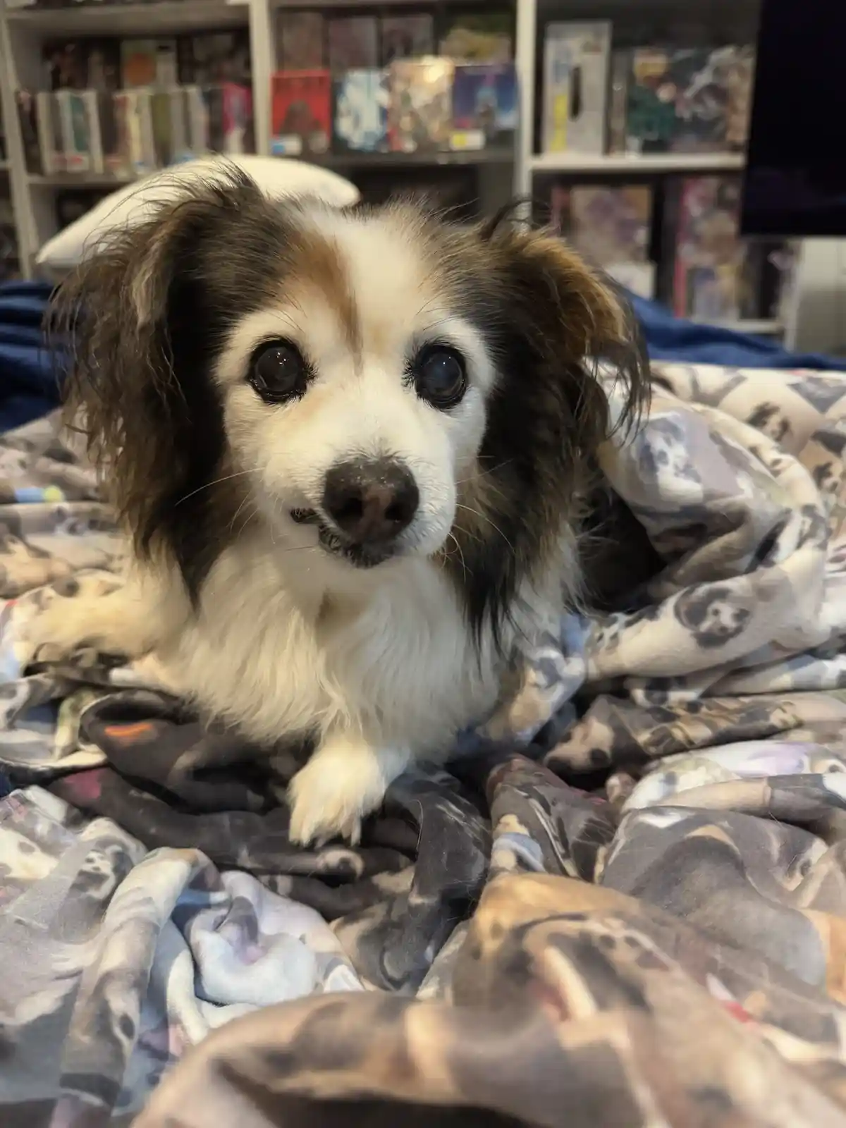A small, fluffy dog with white, black, and brown fur lies on a blanket patterned with dog faces, looking directly at the…