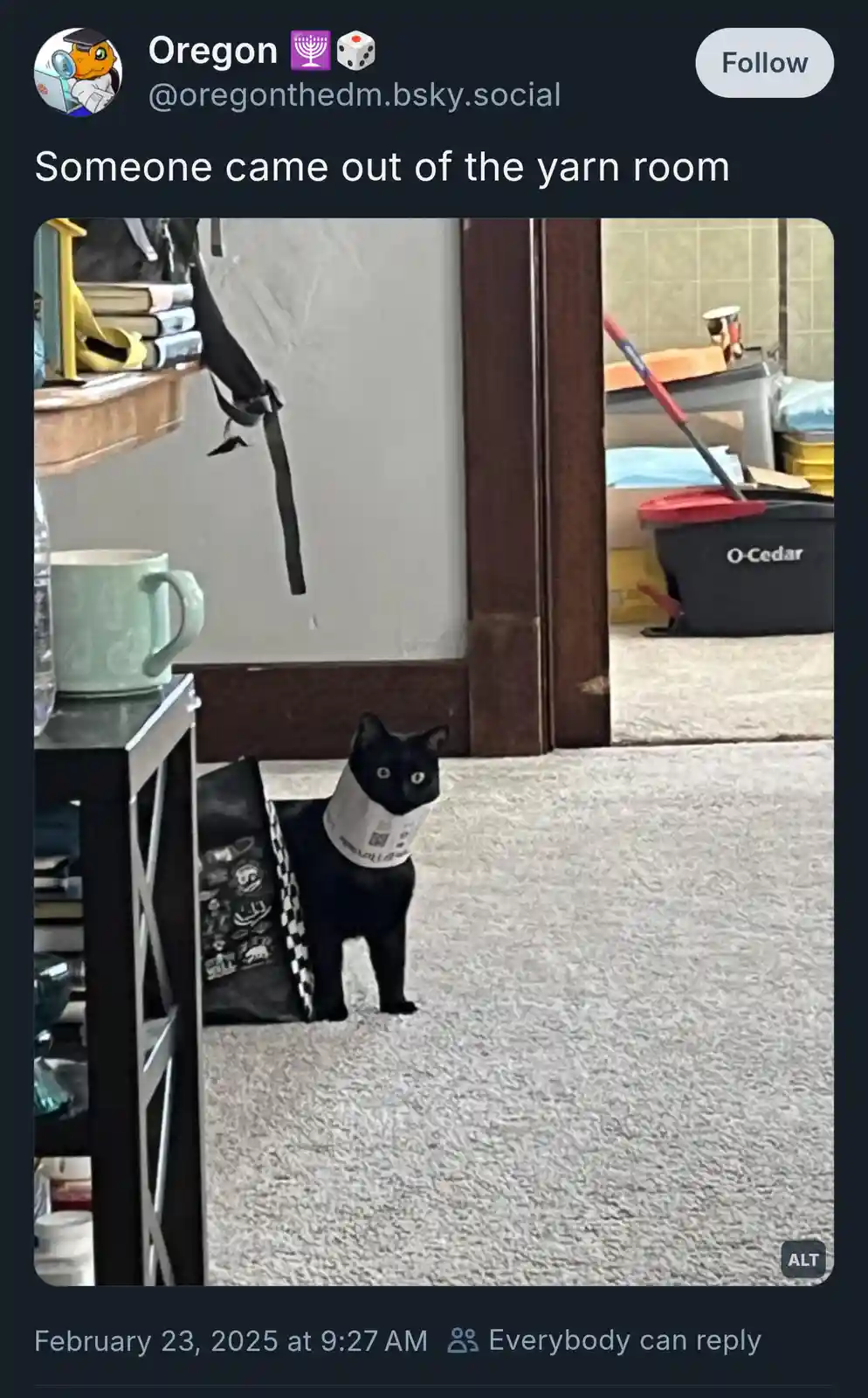 A black cat stands on a carpeted floor, wearing a white paper cone collar, looking directly at the camera with wide eyes…