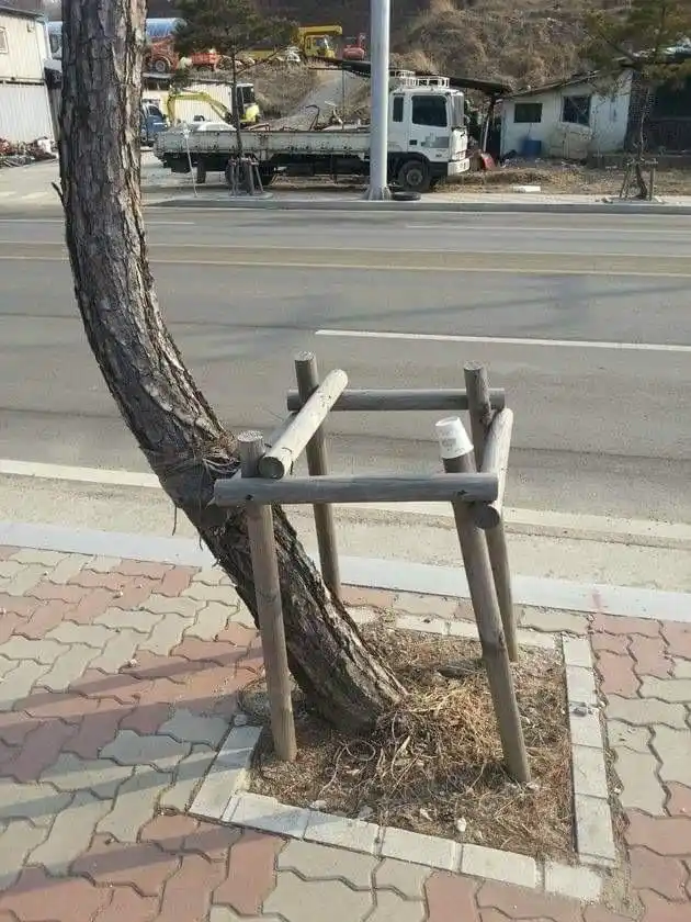 A tree with a bent trunk has a crude wooden chair structure built around its base, as if the tree is sitting in the chair…