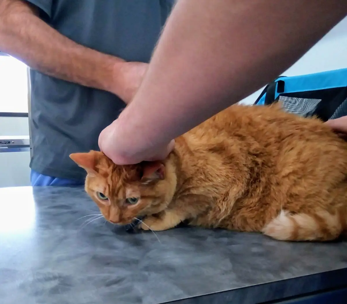 An orange tabby cat with green eyes lies on a gray examination table, looking down with a bored or unimpressed expression. A…