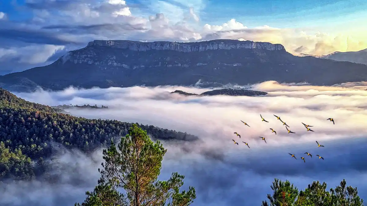 A scenic landscape photo shows a flock of birds flying in formation over a thick sea of clouds that blankets the valleys…