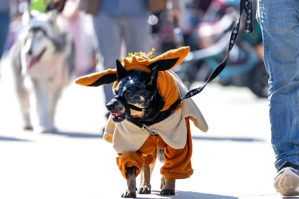 A blue heeler dog wearing an orange fox costume with a bushy tail and ears, walking on a leash in a parade. The dog has a…