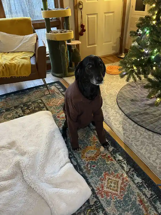 A black dog wearing a brown human-style robe sits on a patterned rug in a cozy living room, with a lit Christmas tree to its…