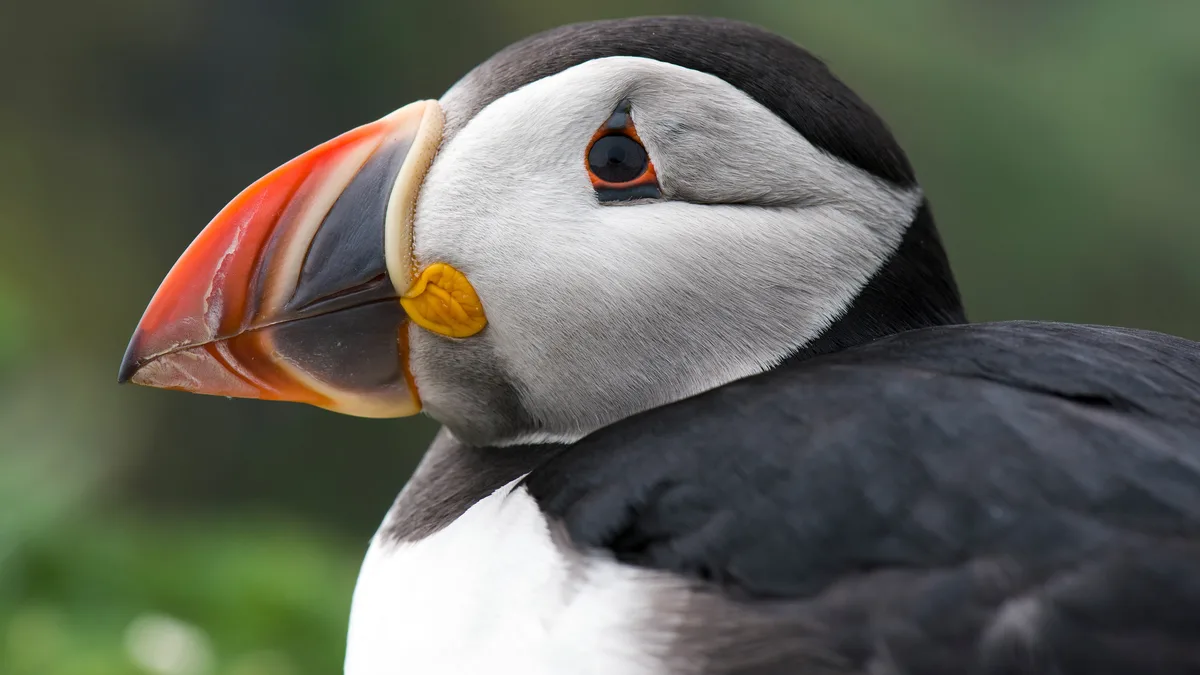 A pioneer of seabirds, the puffin, is nicknamed the "sea parrot" due to its vibrant beak. However, the brightly colored bill…