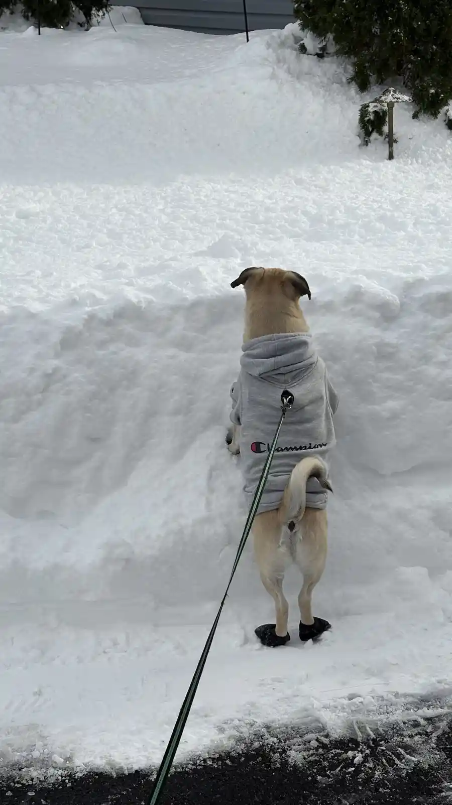 The right way to measure snowfall like a pro!