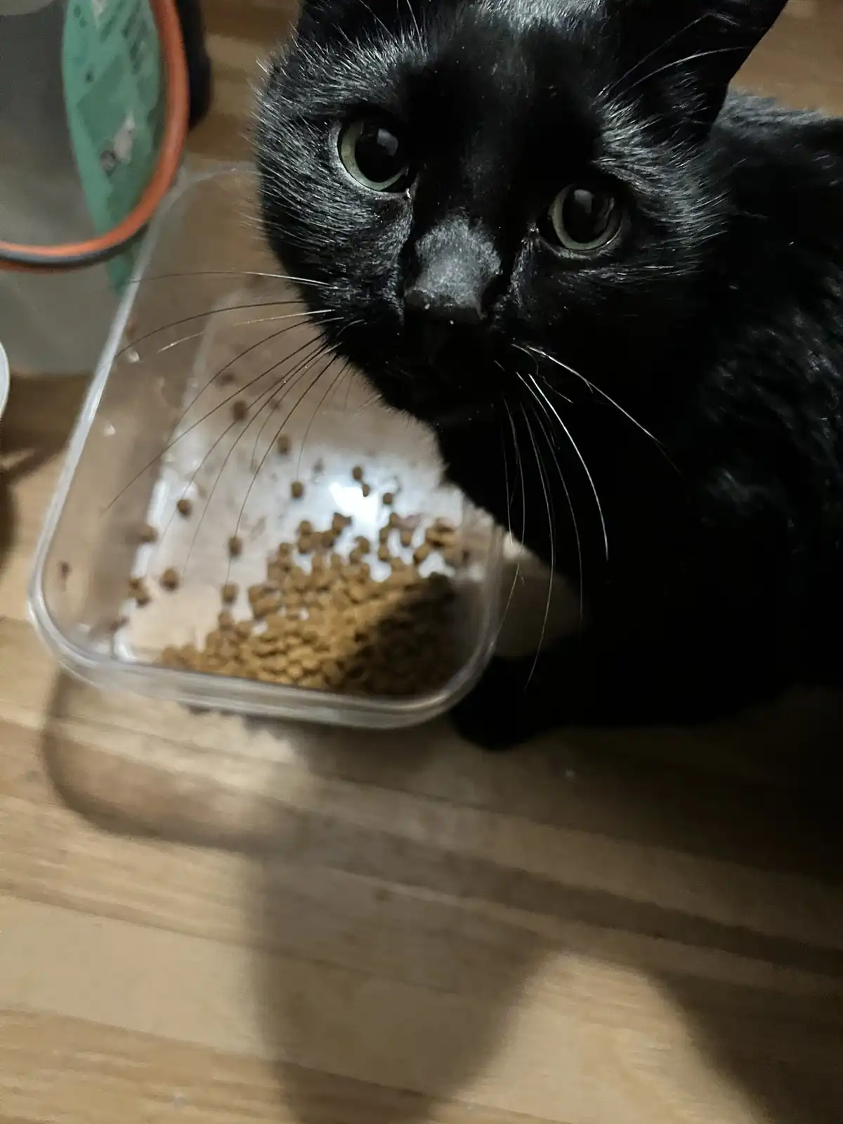 Adorable Christmas Eve Kitty Spreading Holiday Cheer