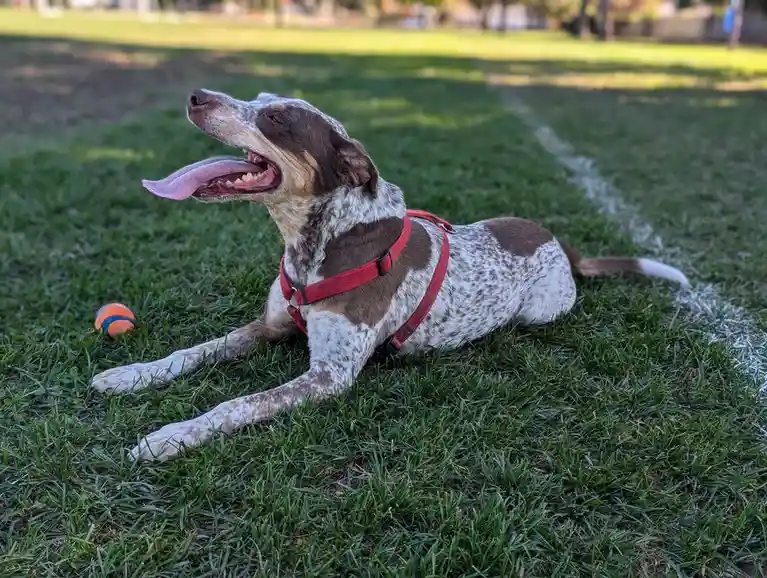 Happy National Mutt Day! Meet My Adorable Mixed Breed