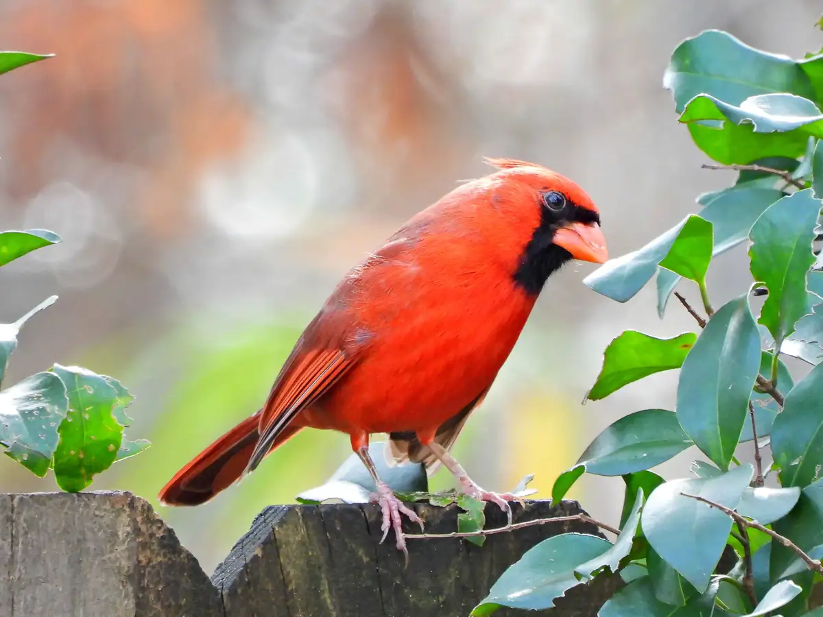 A vibrant red male cardinal bird perches on a weathered wooden fence post, surrounded by green leaves. The bird has a black…