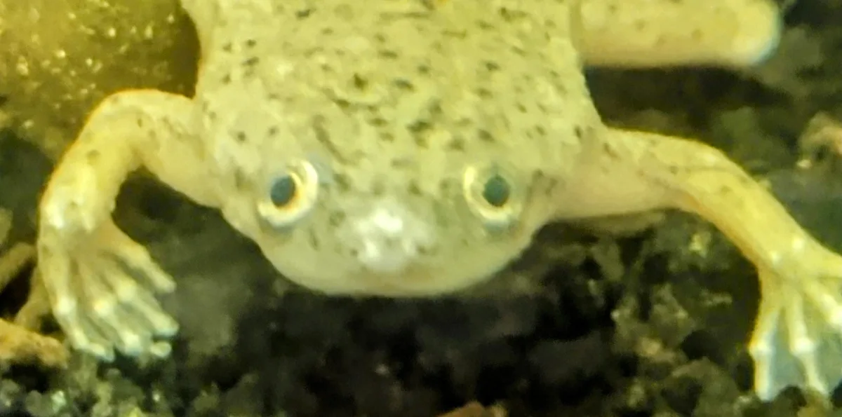 A close-up photo of a pale, spotted frog with large, round eyes staring directly at the camera, set against a blurry, dark…