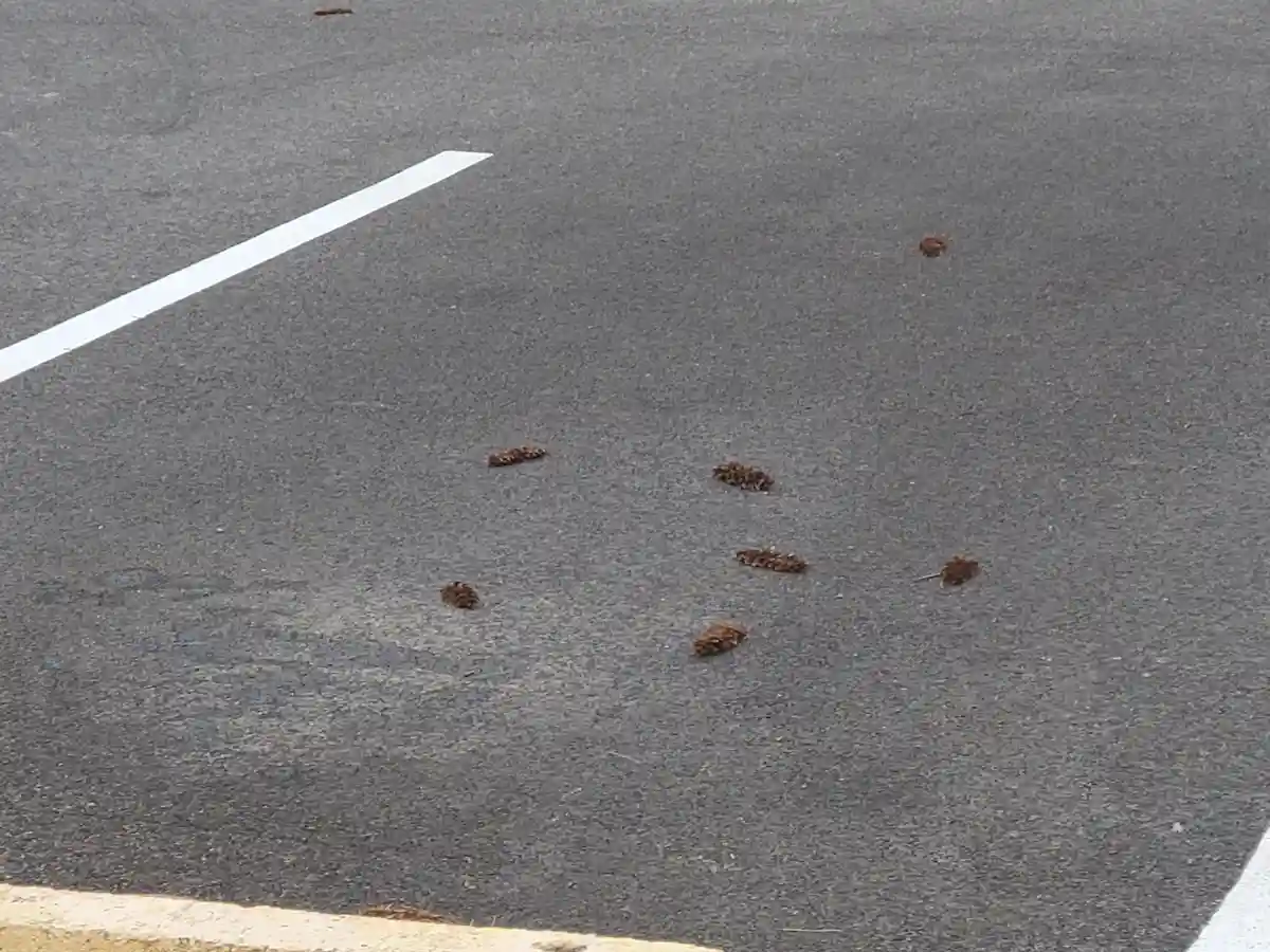 A photograph of several brown pine cones scattered across a gray asphalt road surface, with a white painted line running…