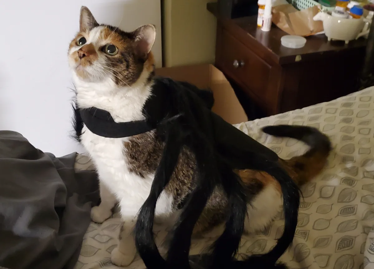 A calico cat sits on a bed wearing a black bat costume with long, flowing wings, looking upward with wide, startled eyes…