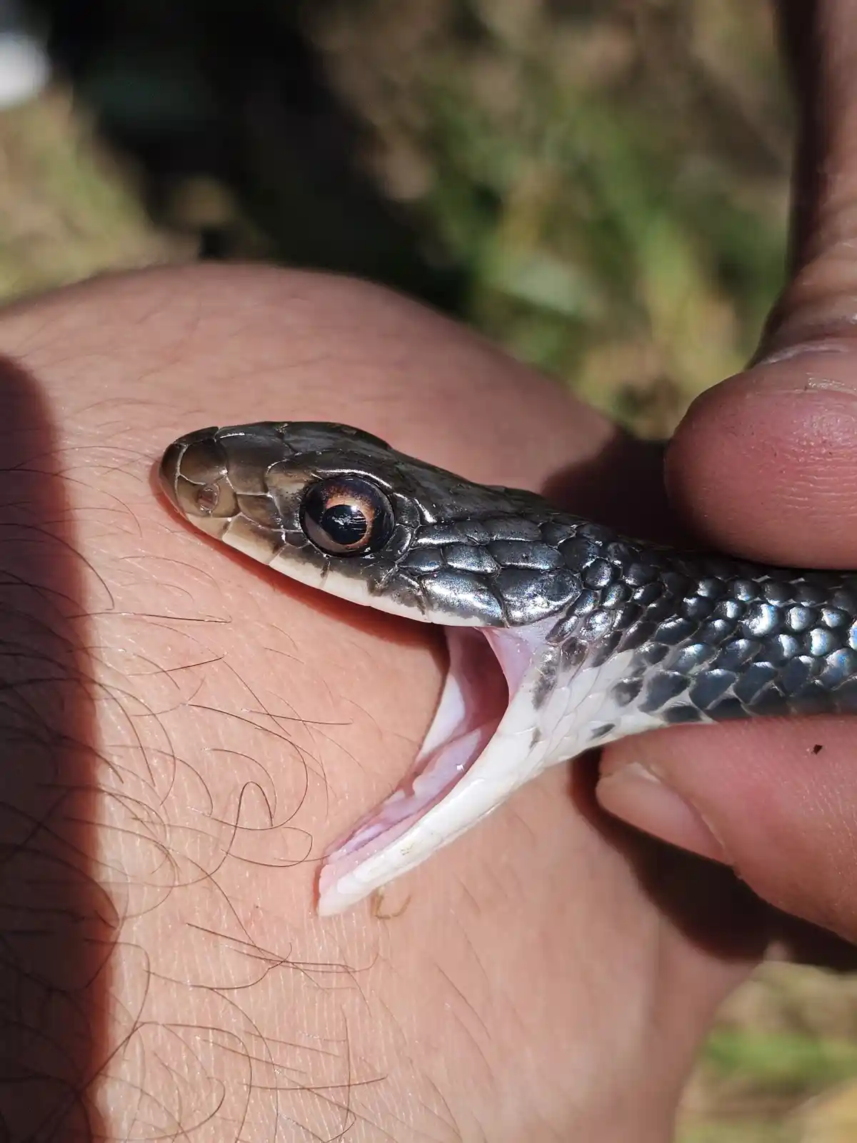 A close-up photo shows a small snake with shiny black and white scales being held in a person's hand, its mouth wide open in…