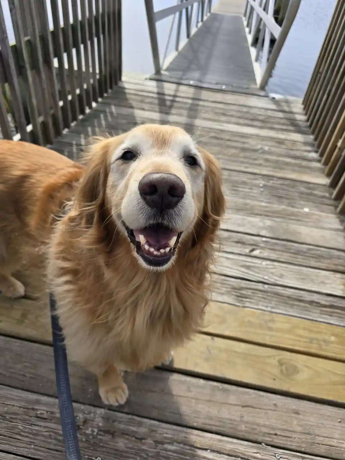 A golden retriever with a happy, toothy grin looks up at the camera on a wooden pier, with water visible in the background…